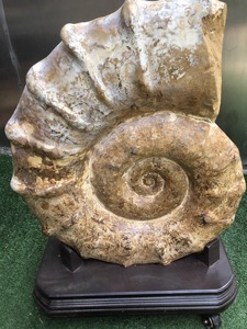 Bouclier naturel Ammonite Pièce ornementale Grand bouclier doré <span class=keywords><strong>Escargot</strong></span> <span class=keywords><strong>fossile</strong></span> Ancien spécimen biologique d'un <span class=keywords><strong>escargot</strong></span> <span class=keywords><strong>de</strong></span> <span class=keywords><strong>mer</strong></span> - Product Image 5