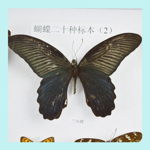 Exposition scientifique présentant des spécimens de papillons ; fabricants de 10 types de spécimens de papillons ; enseignement sur les insectes séchés - Product Image 1