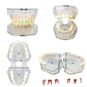 Modelo Dental de Alta Calidad, Modelo de Práctica de Enseñanza de Raíces Dentales, Desmontable, para Demostración de Dentistas, Entrenamiento de Estudiantes, Laboratorio - Product Image 1