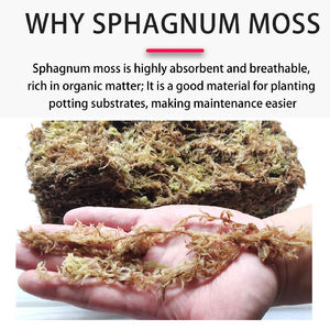 Musgo Sphagnum Ecológico Moderno Personalizado de Fábrica, Alta Absorción de Agua <span class=keywords><strong>para</strong></span> Macetas de Suculentas, <span class=keywords><strong>Cactus</strong></span>, Hábitat de Reptiles y Anfibios - Product Image 4