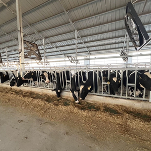 Équipement d'élevage bovin très demandé : Barrière de contention pour bovins durable, galvanisée à chaud, facile à nettoyer - Product Image 5