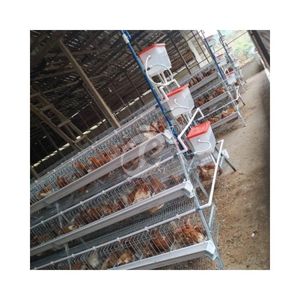 Jaula de Acero Inoxidable para Gallinas Ponedoras, Precio en Nigeria para Aves de Corral, Gallinas, 1000 20000 Aves - Product Image 1