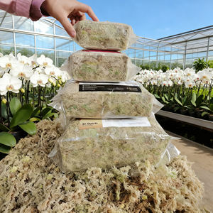 DIY 마이크로 풍경 공예 장식 금성 파리채 육식 식물을위한 맞춤형 크기 압축 이끼 모던 친환경 - Product Image 1