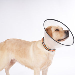 Collar protector cómodo para perros, collar isabelino de <span class=keywords><strong>7</strong></span> tamaños, collares de recuperación para perros y gatos - Product Image 1