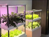 Petit armoire de culture verticale multi-niveaux assemblée pour usage domestique intérieur, idéale pour la culture de légumes à feuilles.