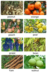 ปุ๋ยน้ำชนิดผง ปุ๋ย <span class=keywords><strong>NPK</strong></span> 15-15-15 - Product Image 6