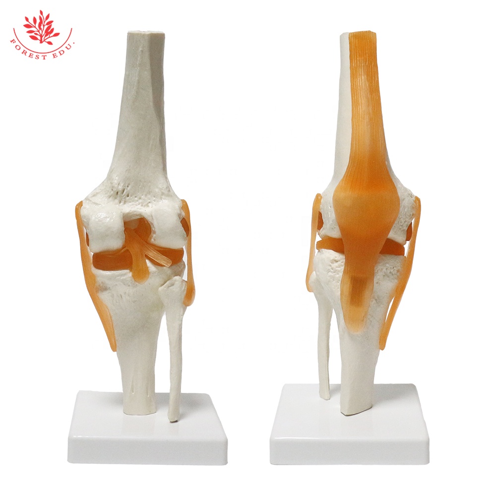 FRT029 Model Lutut Manusia Ukuran Hidup Termasuk Model Sendi Lutut Fungsional Ligamen Model Pengajaran Prostesis Lutut Anatomi Manusia