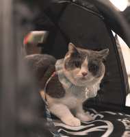 Vente en gros de tentes personnalisées confortables et respirantes pour chats et chiens, tente portable de petite taille pour animaux de compagnie, pour l'extérieur et l'intérieur