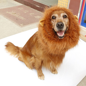 slim fit dress slacks Golden Retriever Costume Hat – Furvenzy main image 0