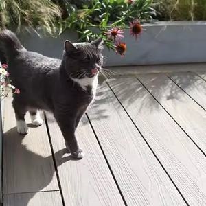 Tarima de Exterior de Alta Calidad para Terraza y Patio Trasero, WPC Antideslizante, Piso Compuesto de Madera y Plástico - Product Image 5