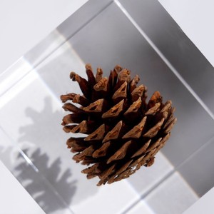 Adorno de Cubo de Resina Acrílica con Piña de Pino Integrada, Decoración Minimalista Cuadrada para Sala de Estar, Regalo de Cumpleaños, Paquete Individual - Product Image 4