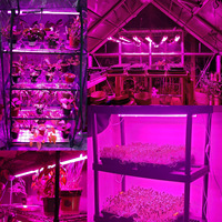 Tubes LED T8 IP65 personnalisables, spectre complet, haute efficacité, possibilité de connecter plusieurs tubes pour la croissance des fruits du dragon et des légumes