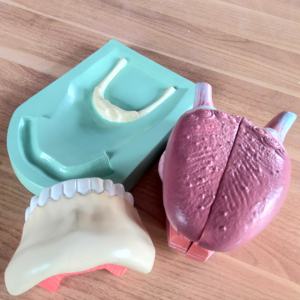 วิทยาศาสตร์การแพทย์ แบบจําลองขยายของฟันยึดลิ้น โครงสร้างมาตรฐานสําหรับแพทย์ช่องปาก โดยใช้แบบจําลองมอสทดลอง - Product Image 4