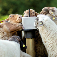 Bloc de sel minéral pour animaux en vrac de 5 kg, prix d'usine, brique de sel pour bétail, moutons, chèvres, élevage