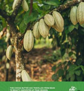 Mrembo Naturals Revitalisant corporel biologique pour la peau avec vitamine E, forme solide et liquide, parfum frais pour tous les types de peau - Product Image 6