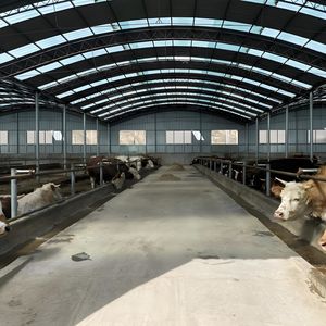 Yüksek kapasiteli sığır ahır-500 + İnekler, otomatik gübre kaldırma - Product Image 4