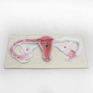 Modèle anatomique du corps humain, fécondation et développement de l'embryon, modèle médical - Product Image 6