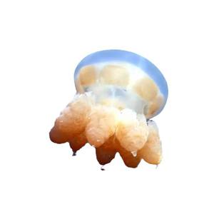 JoJoplanet Door Mat Square Diatomaceous Earth Anti <b>Slip</b> Water Absorbent Home Use Printing Customizable - Product Image 2