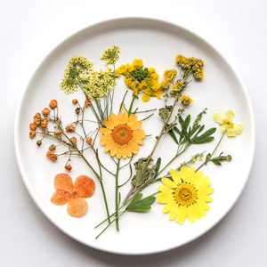 Vente en gros DIY variétés de fleurs séchées en mariage et maquillage ongles pressé fleur Bijoux carte postale décoration - Product Image 4