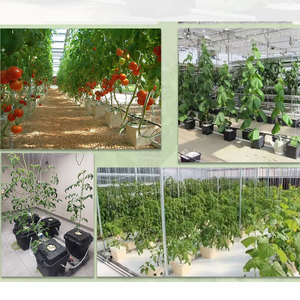 Système complet de culture hydroponique de tomates en seau hollandais avec pompe, irrigation aquaponique, longue durée de vie - Product Image 3