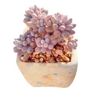 Vente en gros <span class=keywords><strong>de</strong></span> pots carrés en céramique grossière absorbant l'eau, en pierre <span class=keywords><strong>de</strong></span> Maifan, pour la culture <span class=keywords><strong>de</strong></span> plantes succulentes et le rangement - Product Image 6