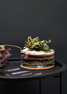 Modern DIY Succulent Handcraft <strong>Terrarium</strong> <strong>Kit</strong> for Home Decoration - Product Image 5