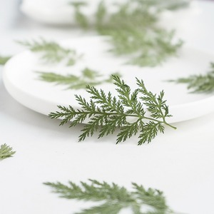 Artemisia Annua <span class=keywords><strong>Pine</strong></span> Natural Real Flower Espécimen en relieve Pegamento Funda para teléfono Marco DE FOTOS Nail Art - Product Image 2