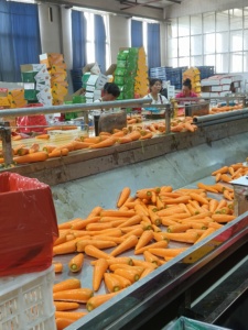 Hochwertiger 10-<span class=keywords><strong>kg</strong></span>-Papierkarton für frisches Gemüse einschl ießlich Karotten aus Vietnam-Rufen Sie WhatsApp zur Bestellung an - Product Image 5