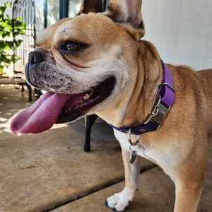 Fabricante al por mayor Color Choque Collar ajustable para mascotas con impermeable y práctico Collar de perro de PVC Correa para mascotas - Product Image 6