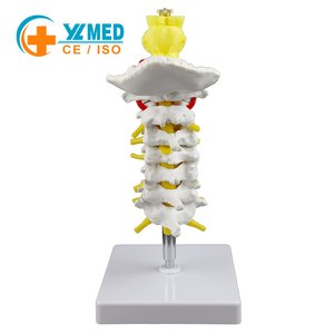 Modelo Anatómico Educativo de Columna Lumbar, Recurso Didáctico, Modelo de Columna <span class=keywords><strong>Cervical</strong></span> con Tronco Cerebral para Uso en Laboratorio - Product Image 1