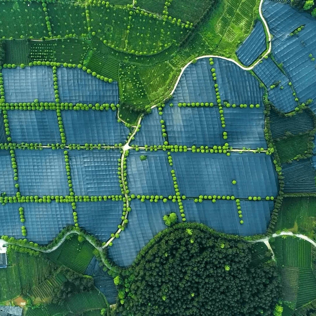 2024 новый высококачественный дизайн для похудения, Свободный чай, маття, порошок, нежирный пудинг, желе, прямые поставки из Китая, оптовая коробка для саше, варианты бутылок