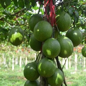 Huile de Gac pressée à froid pour la peau et les cheveux, vitamines A et E naturelles, huile de superfruits vietnamiens, bon prix - Product Image 2