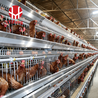 Nouvelle Cage à Poulets Automatique Économique en Acier pour l'Élevage Moderne, avec Système d'Alimentation et d'Abreuvement Automatiques, Type A