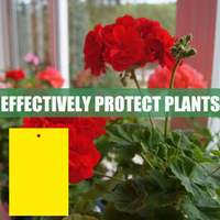 Plaques collantes jaunes pour plantes succulentes et fleurs, protègent les plantes et favorisent une croissance saine