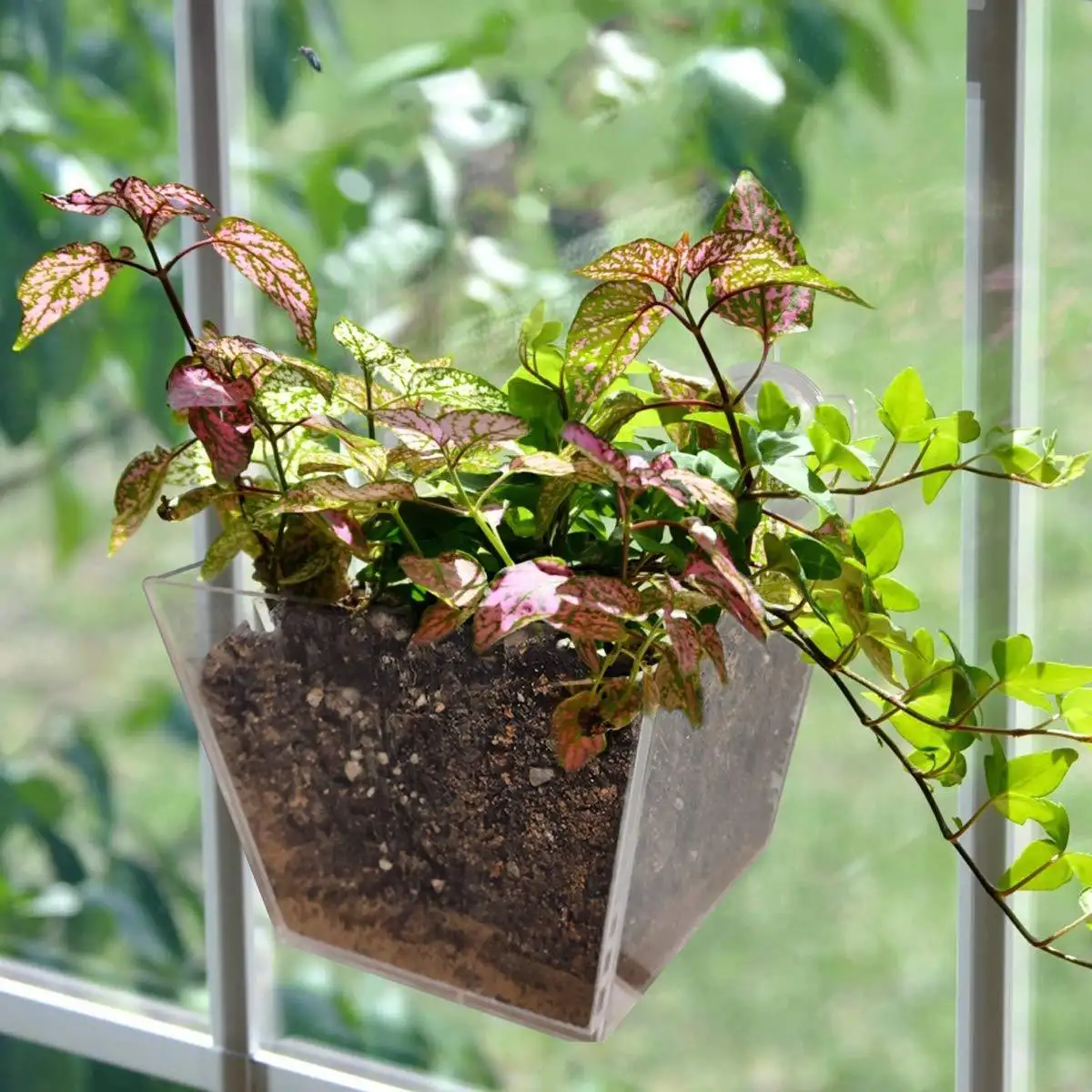Scaffale creativo del vassoio della pianta del supporto del vaso di fiori con gli autoadesivi di aspirazione scatole acriliche della fioriera della finestra