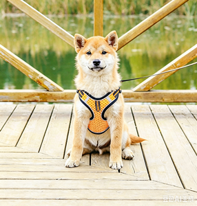 <b>pet</b> chest straps dog lightweight chest back breathable straps dog straps traction rope wholesale - Product Image 6