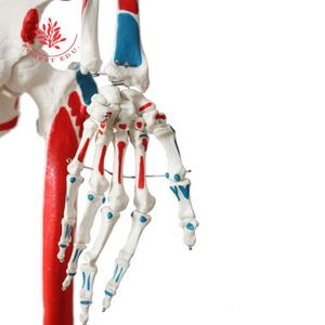 Modelo de esqueleto humano de tamaño real de 176cm, medio músculo y medio ligamento, suministros educativos <span class=keywords><strong>dibujados</strong></span> a mano precisos - Product Image 6