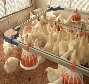 Automatisches Hühnertrink- und Fütterungslinien-System für Hühnerzucht und Hühnerhauszubehör