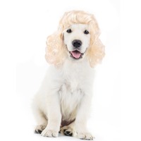 Perruque pour chien, accessoires synthétiques pour costumes d'animaux, coiffe pour petit chien pour Halloween, Noël, fête de fin d'année