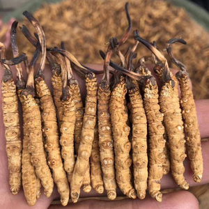 Chất lượng cao Cordyceps Sinensis chiết xuất Cordyceps Militaris chiết xuất - Product Image 1