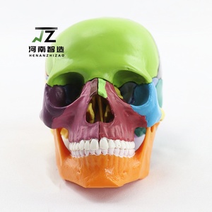Zhizao 2026 Modelo <span class=keywords><strong>de</strong></span> Cráneo Humano Médico Desmontable en 15 Partes 1:2, Color Primario, Venta Directa <span class=keywords><strong>de</strong></span> Fábrica - Product Image 2