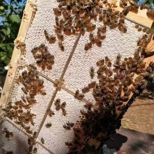 Miel de Abeja 100% Pura, Natural, Sin Procesar, en Panal - Product Image 5