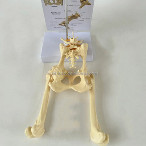 Honden Heupgewricht Model Hond Skelet Bot Dierlijk Onderwijsinstrument - Product Image 5