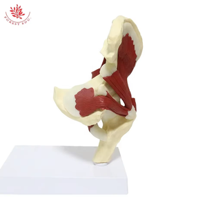 Articulation de la hanche avec distribution du modèle musculaire Musclé de haute qualité Modèle de <span class=keywords><strong>squelette</strong></span> de l'articulation de la hanche Science médicale - Product Image 6