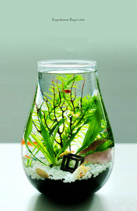 Décoration de maison de table Vase <span class=keywords><strong>en</strong></span> <span class=keywords><strong>verre</strong></span> décoratif <span class=keywords><strong>en</strong></span> forme de larme Terrarium pour plantes - Product Image 4