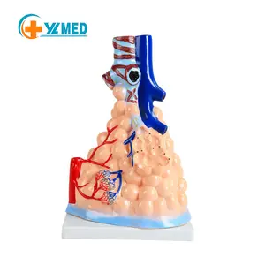 医学人体解剖肺泡模型肺泡扩大肺泡肺模型解剖模型
