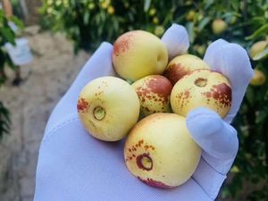 2023<span class=keywords><strong>พุทรา</strong></span><span class=keywords><strong>จีน</strong></span>กรอบหวานฉ่ำผลไม้สำหรับฤดูหนาว - Product Image 4