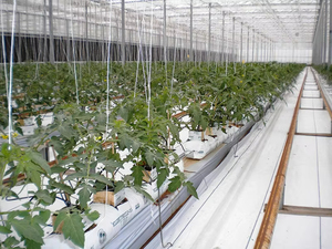 Sacs de plantation de fraises en plastique PE résistants aux UV et aux déchirures, utilisés <span class=keywords><strong>dans</strong></span> les jardins de serres - Product Image 5
