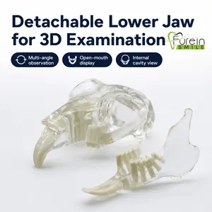 Modelo de Dientes de Conejo para Odontología, Modelo de Estudio de Ortodoncia con Dientes Removibles, Herramienta de Demostración para Entrenamiento Veterinario en Odontología - Product Image 4