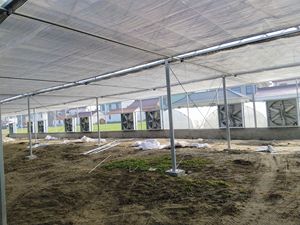 MYXL 配备排气扇湿帘番茄隧道温室带冷却系统 - Product Image 4